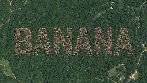 Satellite Photo Captures 'B-A-N-A-N-A': Monkey Army Demands Royalties Paid in Bananas