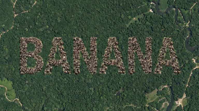 Satellite Photo Captures 'B-A-N-A-N-A': Monkey Army Demands Royalties Paid in Bananas